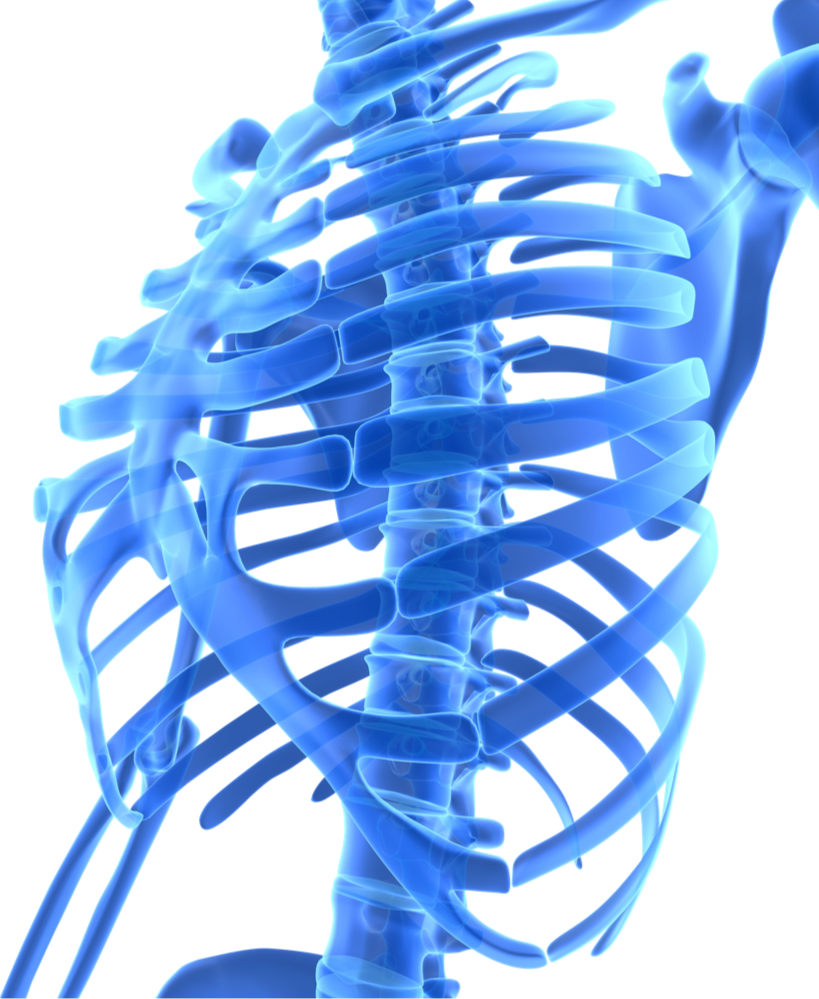 Skeleton illustration